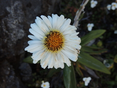 Celmisia spectabilis spectabilis