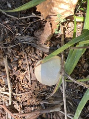 Leucoagaricus leucothites