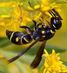 Parancistrocerus