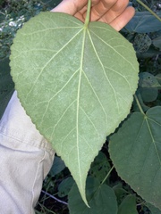 Hibiscus lasiocarpos