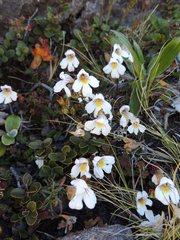Euphrasia cuneata