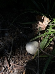 Leucoagaricus leucothites