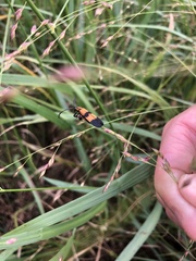 Calopteron