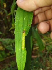 Cremastobombycia solidaginis