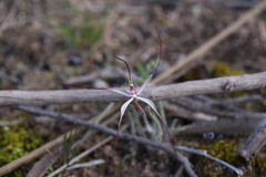 Caladenia fluvialis