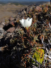 Gentianella bellidifolia