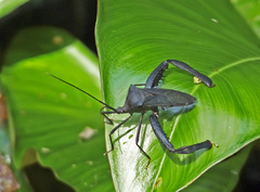Acanthocephalini