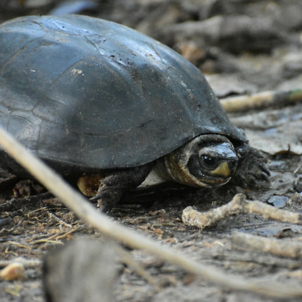 Indian Black Turtle from Kavanattinkara, Kumarakom, Kerala 686563 ...