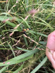 Calopteron