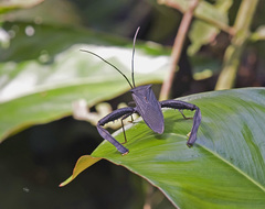Acanthocephalini