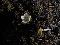 Gentianella bellidifolia