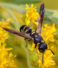 Parancistrocerus