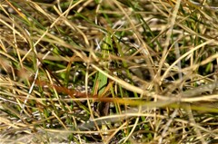 Omocestus viridulus