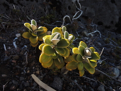 Brachyglottis bidwillii