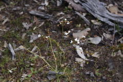 Drosera gigantea