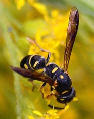 Parancistrocerus