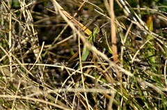Omocestus viridulus
