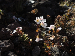 Euphrasia cuneata