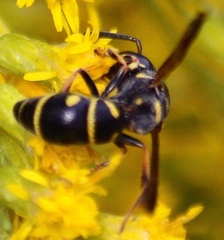 Parancistrocerus