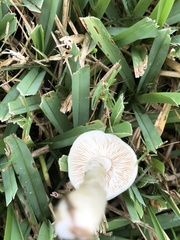 Agrocybe molesta