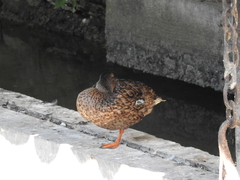 Anas platyrhynchos