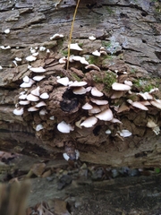 Crepidotus