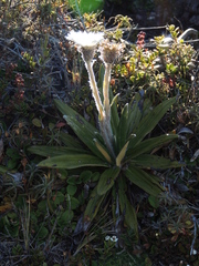 Celmisia spectabilis spectabilis