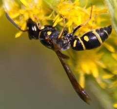 Parancistrocerus
