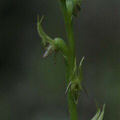 Prasophyllum gracile