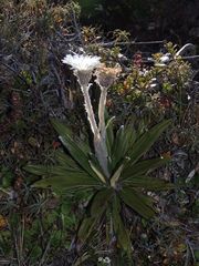 Celmisia spectabilis spectabilis