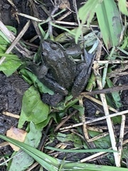 Rana temporaria