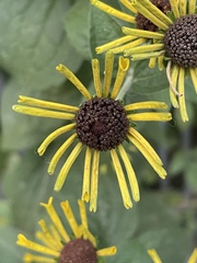 Rudbeckia
