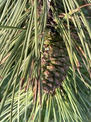 Pinus nigra