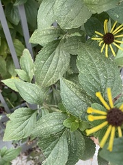 Rudbeckia