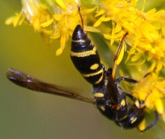 Parancistrocerus
