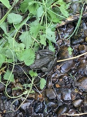 Rana temporaria