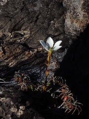 Gentianella bellidifolia