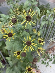 Rudbeckia