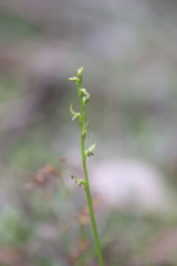 Prasophyllum gracile