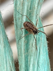 Oligolophus tridens