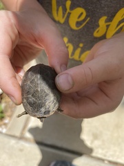 Sternotherus odoratus