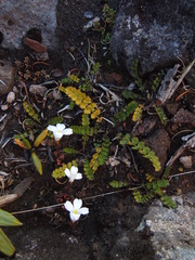 Anisotome aromatica
