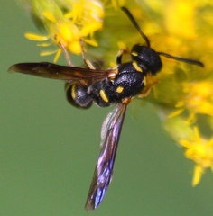 Parancistrocerus
