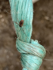 Oligolophus tridens
