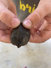 Sternotherus odoratus