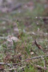 Prasophyllum gracile