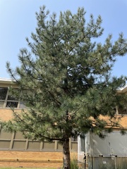 Pinus