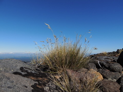 Rytidosperma setifolium