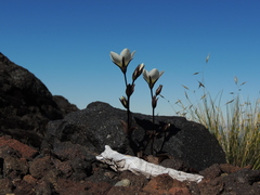 Gentianella bellidifolia