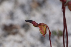 Caleana nigrita